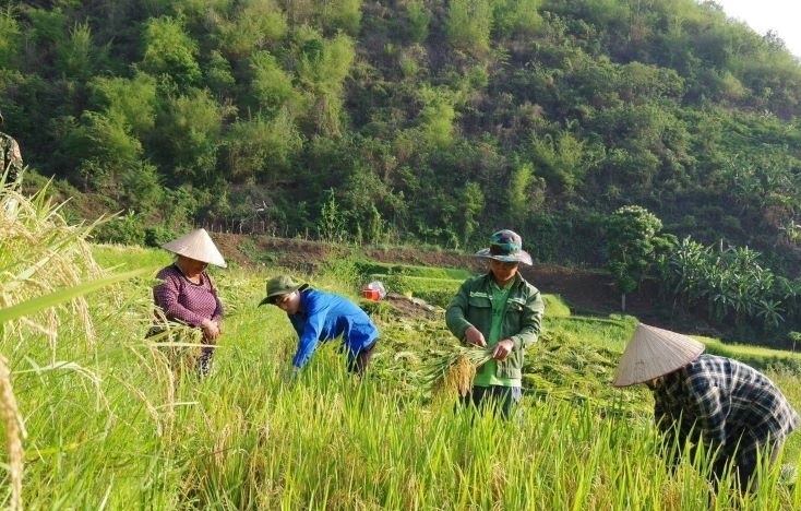 Đoàn KTQP 5 giúp người dân Mường Lát thu hoạch lúa.
