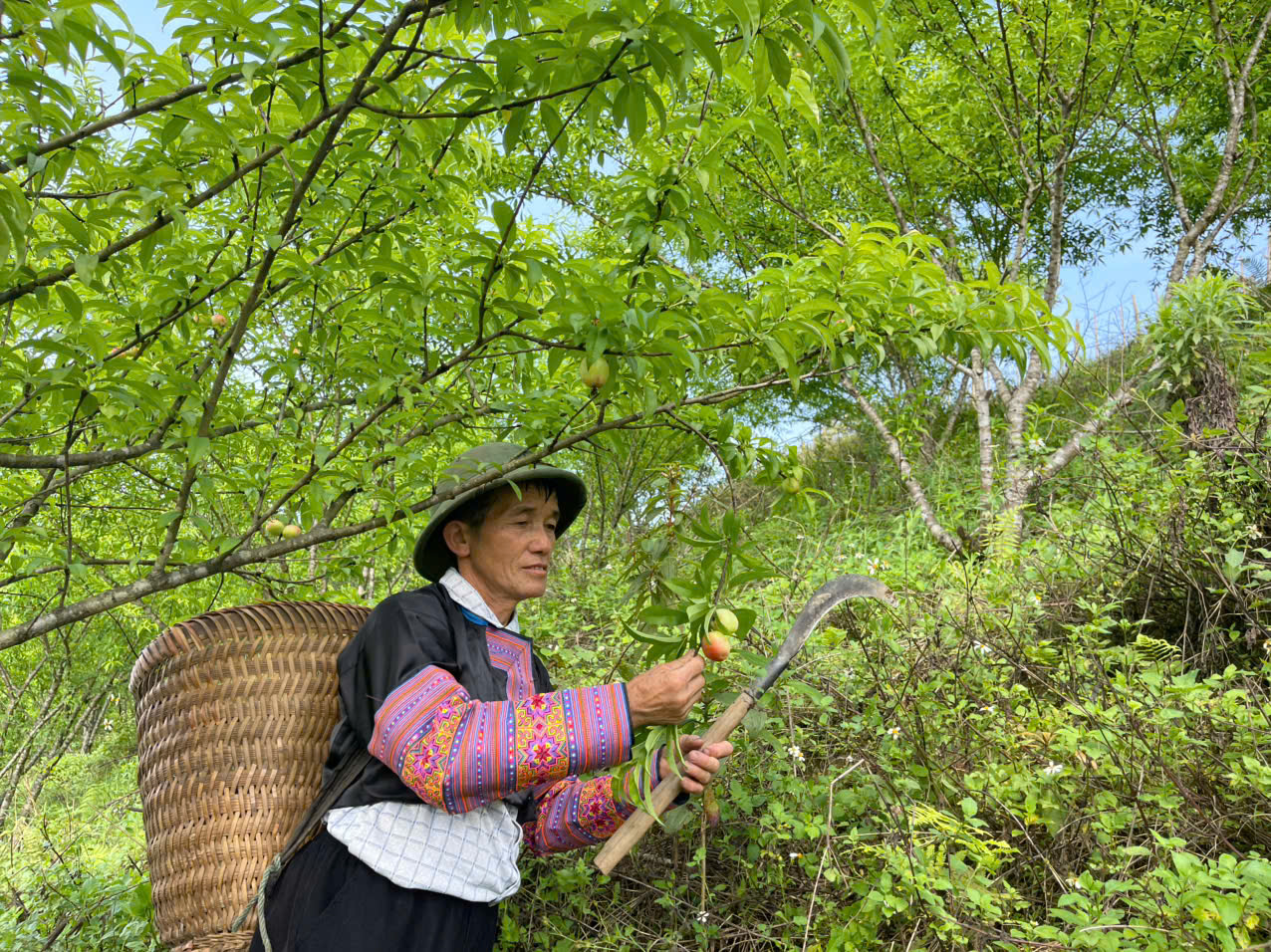 Ông Thao Văn Tho chăm sóc vườn cây ăn quả của gia đình.