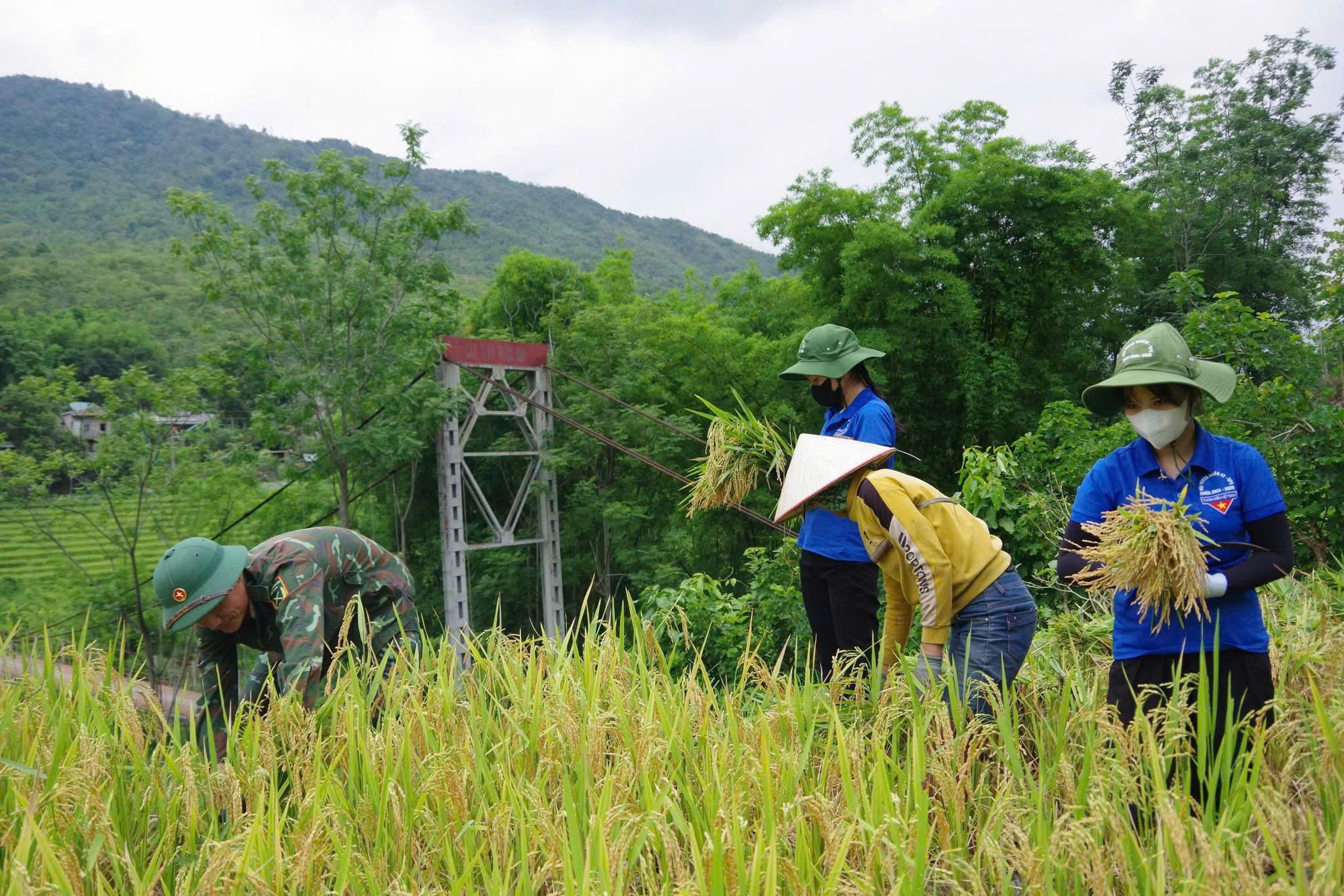 Cán bộ, nhân viên và trí thức trẻ tình nguyện của Đoàn Kinh tế - Quốc phòng 5 hỗ trợ người dân thu hoạch lúa.