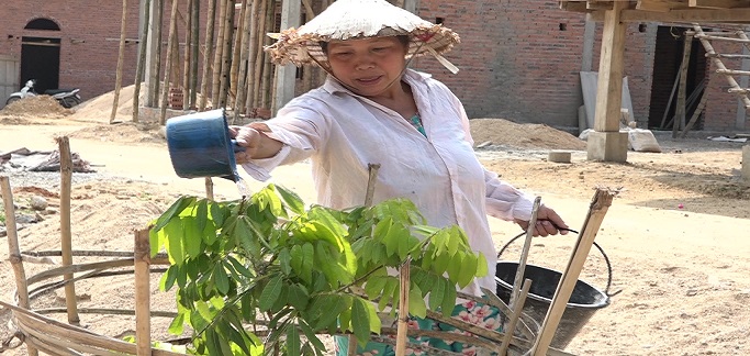 Người dân khu tái định cư bản Qua, xã Quang Chiểu tích cực chăm sóc cây trồng của Ban Chỉ đạo Thiên tai Trung uơng hỗ trợ