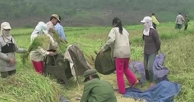 Người dân thu hoạch lúa
