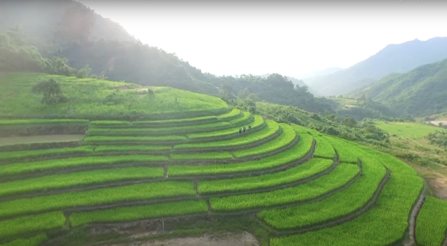 Cánh đồng lúa ruộng bậc thang xanh mướt